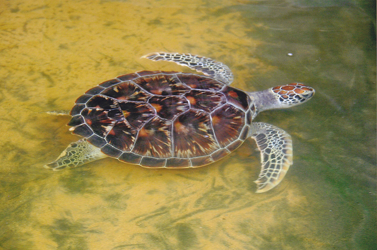 Large_turtle_swimming_Sri_Lanka